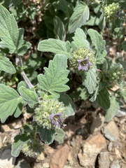 Phacelia hydrophylloides