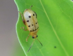 Walterianella durangoensis