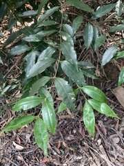 Schizomeria ovata
