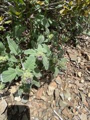 Phacelia hydrophylloides