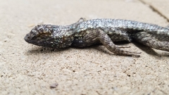 Sceloporus occidentalis
