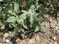 Phacelia hydrophylloides