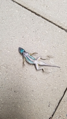 Sceloporus occidentalis