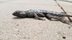 Sceloporus occidentalis