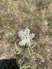 Polygonella americana