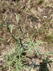 Polygonella americana