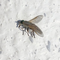 Tabanus nigrovittatus