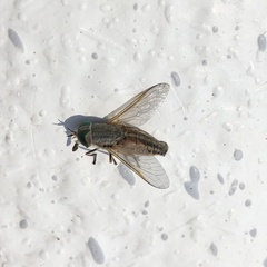 Tabanus nigrovittatus