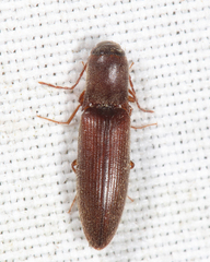 Agriotes oblongicollis