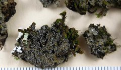 Fuscopannaria aurita