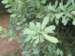 Gymnosporia glaucophylla