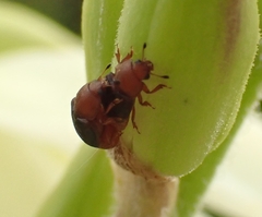 Caplothorax melanopterus