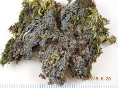 Fuscopannaria coralloidea