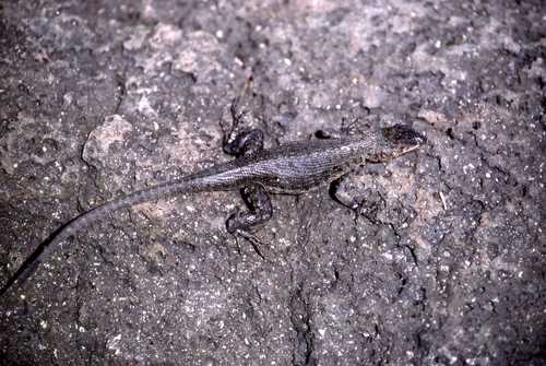 Microlophus albemarlensis