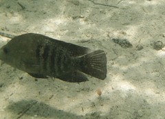 Herichthys minckleyi