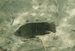 Herichthys minckleyi