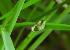 Maliattha synochitis