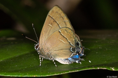 Calycopis bellera