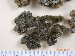 Fuscopannaria coralloidea