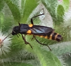 Trypherus frisoni