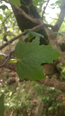 Acer opalus