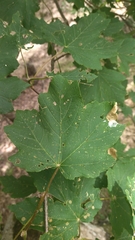 Acer opalus