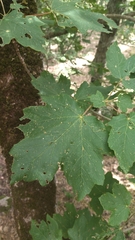 Acer opalus