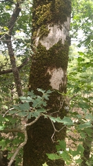 Acer opalus
