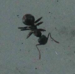 Technomyrmex difficilis