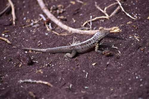 Microlophus jacobii