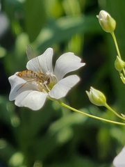 Toxomerus marginatus