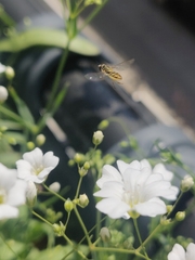 Toxomerus marginatus