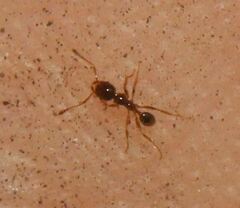 Pheidole subarmata