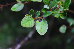 Azara dentata