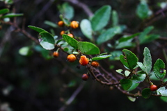 Azara dentata