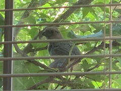 Cardinalis cardinalis