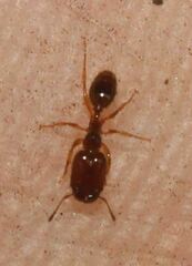 Pheidole subarmata