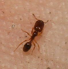 Pheidole subarmata