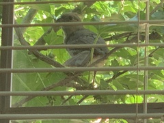 Cardinalis cardinalis