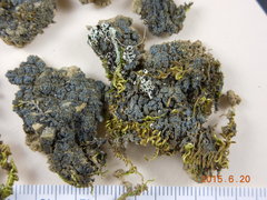 Fuscopannaria cyanolepra