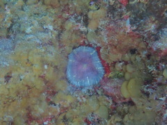 Discosoma carlgreni