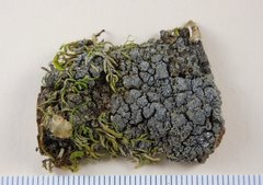 Fuscopannaria mediterranea