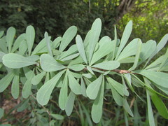 Gymnosporia glaucophylla