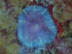 Discosoma carlgreni
