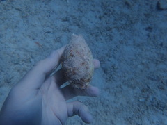 Macrocypraea cervus