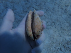 Macrocypraea cervus
