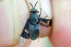 Chrysops carbonarius