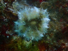 Discosoma carlgreni