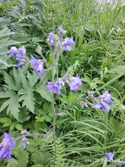 Polemonium caeruleum