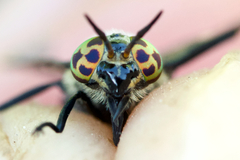 Chrysops carbonarius